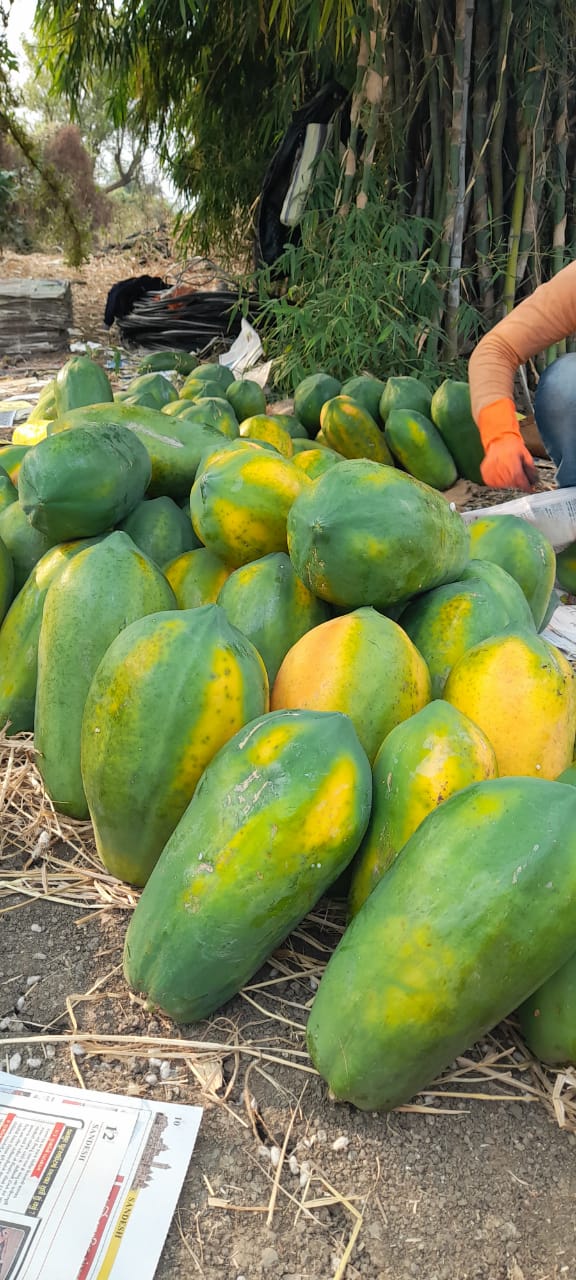 FRESH PAPAYA Maa Tara Fruits Company